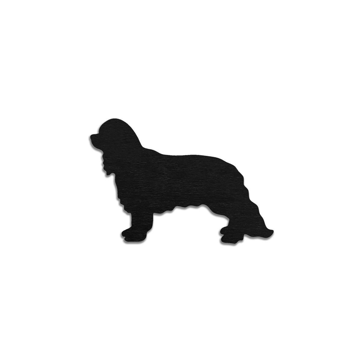 Cavalier kingcharlesinspanieli