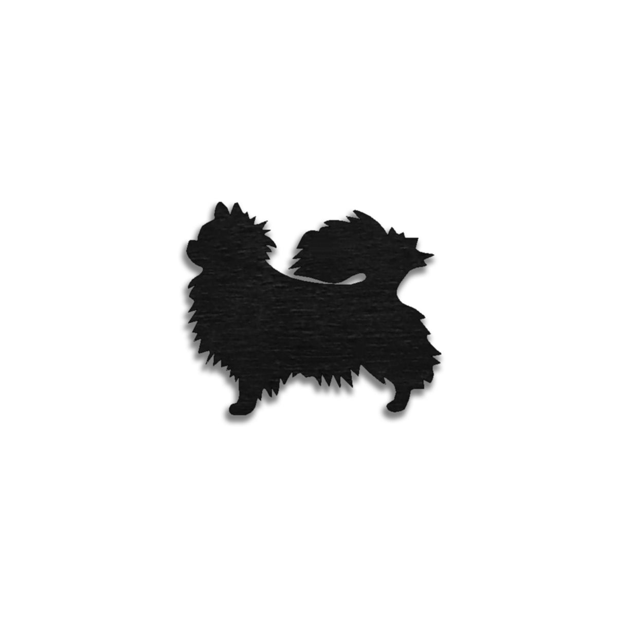 Chihuahua pitkäkarvainen