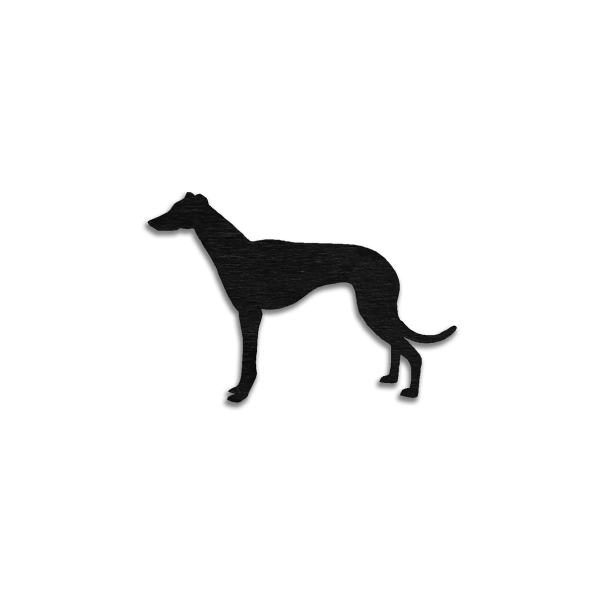 Whippet